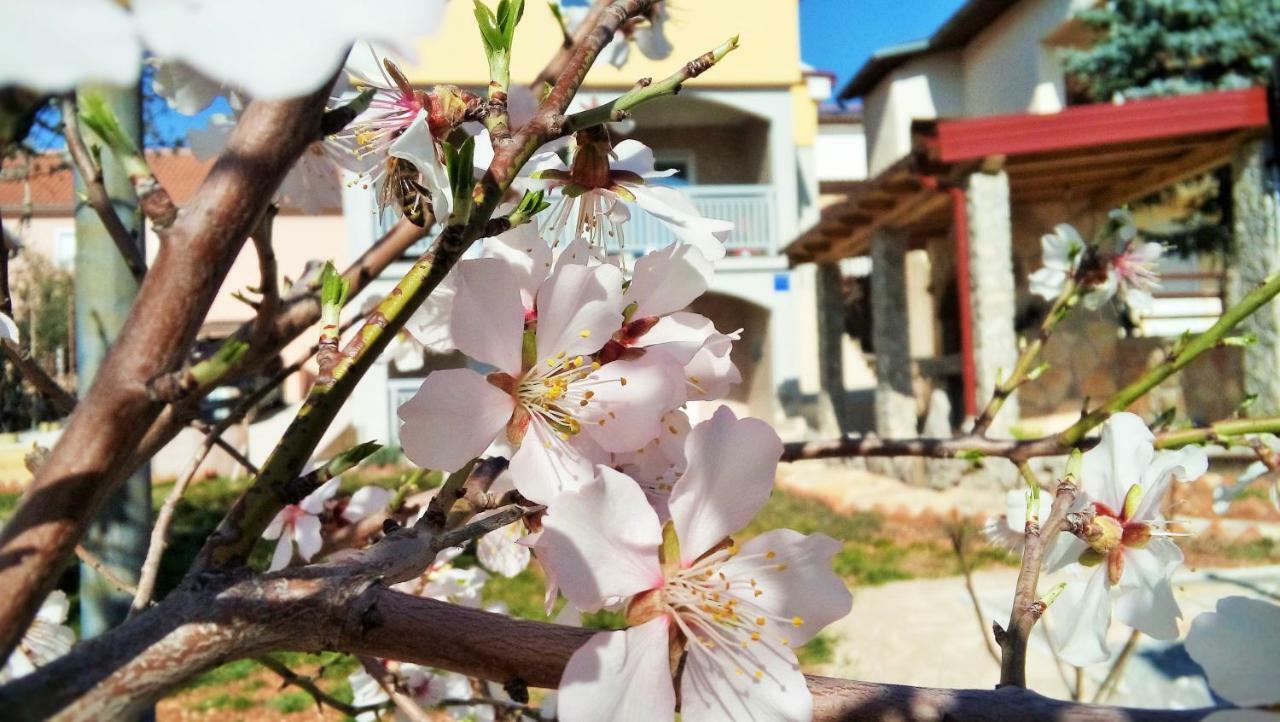 Apartmani Mala Sirena Maslenica Exterior photo